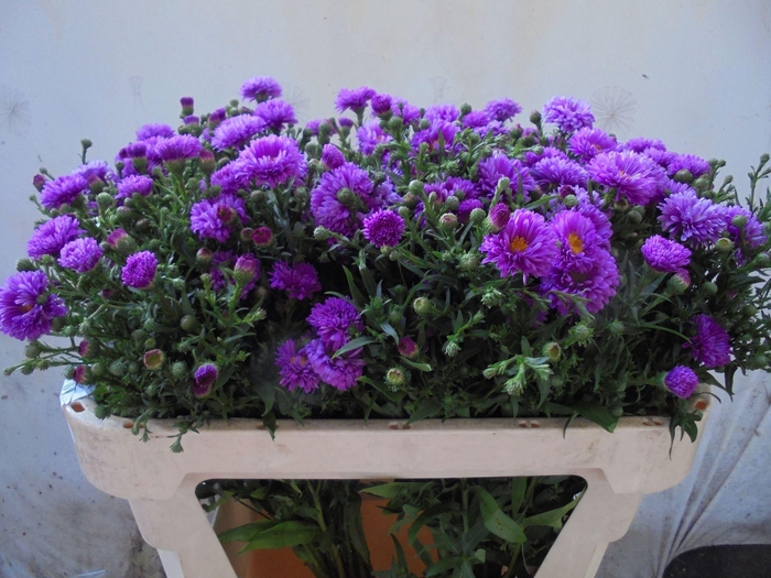 <h4>ASTER OVERIG BUNDE PRIS</h4>