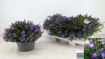 <h4>CAMP POR AMBE PURPLE</h4>
