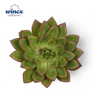 Echeveria Agavoides Belga Cutflower Wincx-8cm