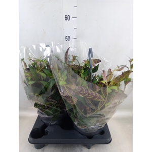 Aeschynanthus marmoratus