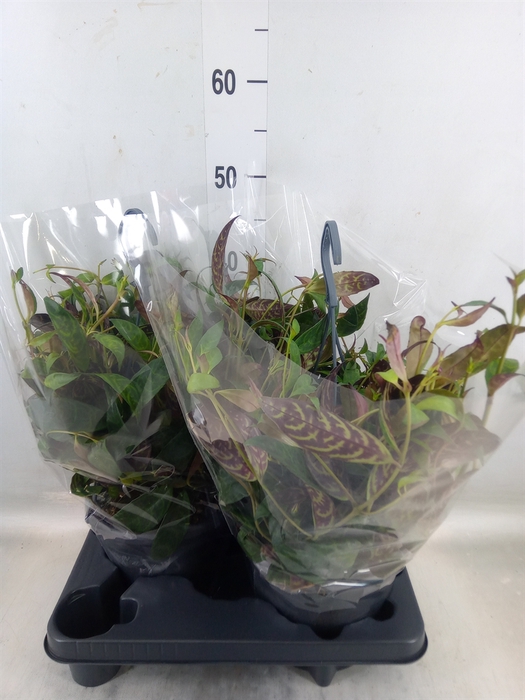 <h4>Aeschynanthus marmoratus</h4>