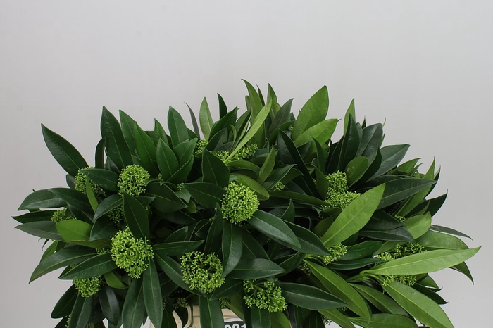 Skimmia C Kew Green