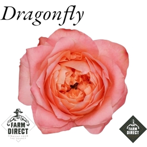 R GR DRAGONFLY