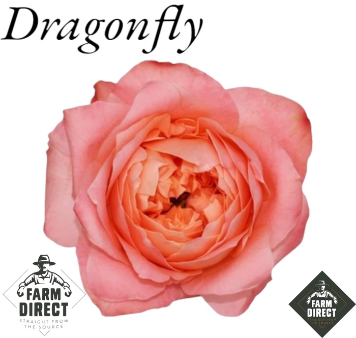 <h4>R GR DRAGONFLY</h4>
