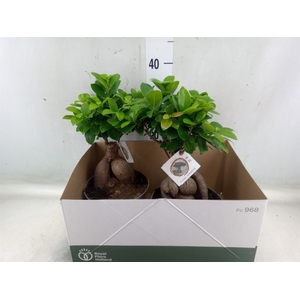 Ficus microcarpa 'Ginseng'