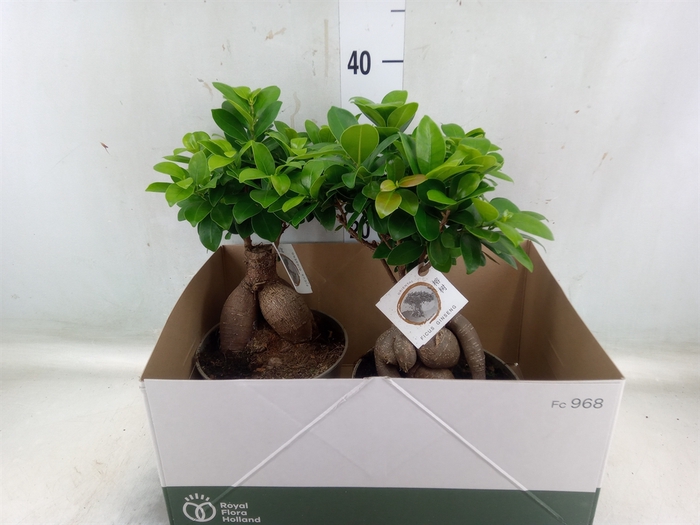<h4>Ficus microcarpa 'Ginseng'</h4>