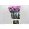 Dianthus St Florigene Moonaqua