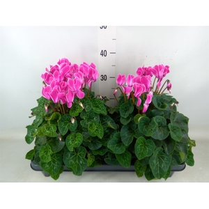 Cyclamen GR 'XL'