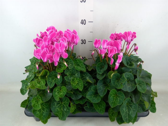 <h4>Cyclamen GR 'XL'</h4>