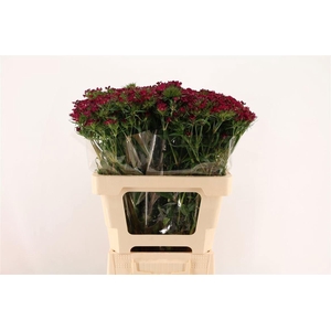 Di Barb Am Neon Cher