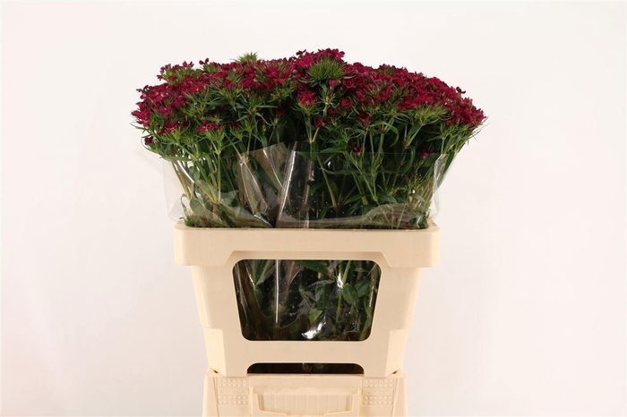 <h4>Di Barb Am Neon Cher</h4>