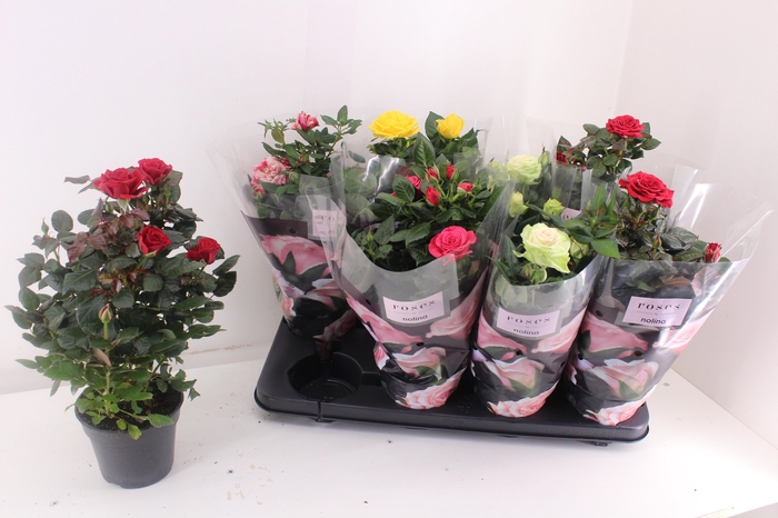 <h4>RO PATHIT GEM 5 SRT</h4>