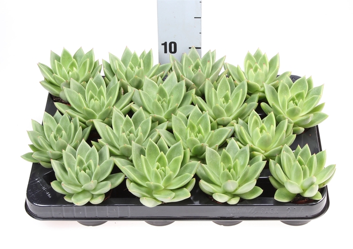 <h4>Echeveria  'Miranda'</h4>