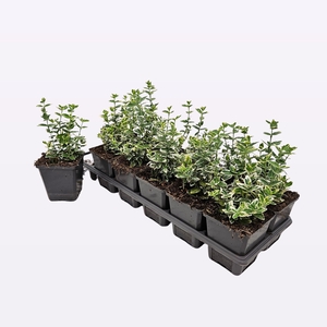 Euonymus Fortunei 'Emerald Gaiety'