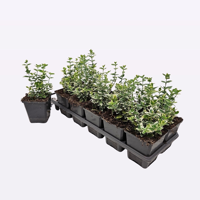 <h4>Euonymus Fortunei 'Emerald Gaiety'</h4>