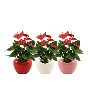 Anthurium 12 cm Esudo in Paris ceramics