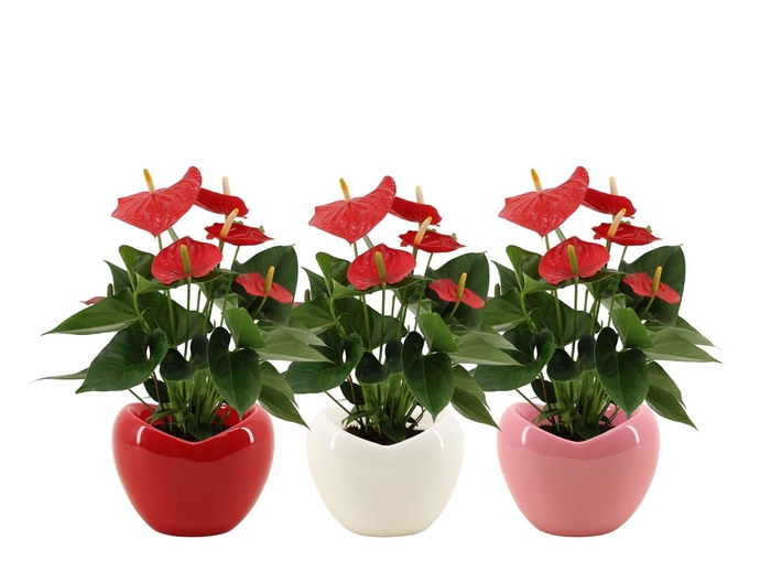 <h4>Anthurium 12 cm Esudo in Paris ceramics</h4>