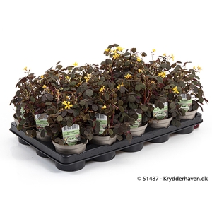OXALIS ARTICULATA P10
