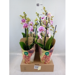 Phalaenopsis  'Ant Rotterdam'