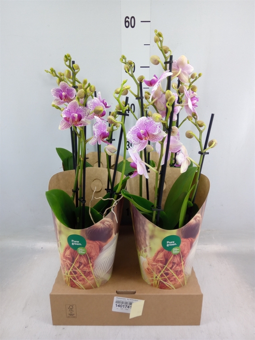 <h4>Phalaenopsis  'Ant Rotterdam'</h4>