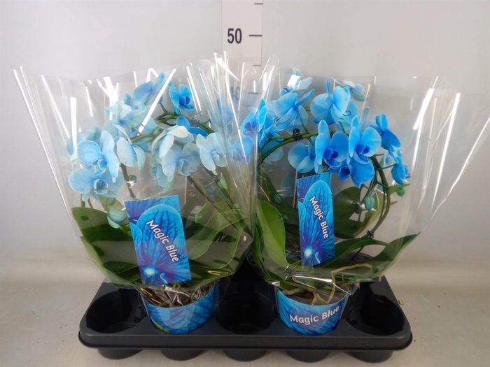 <h4>Phalaenopsis   ...</h4>