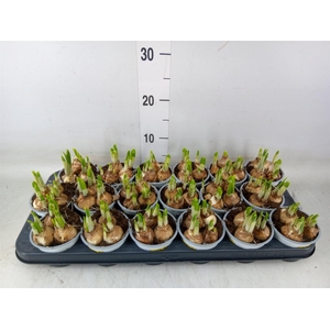 Narcissus  'Tete a tete'