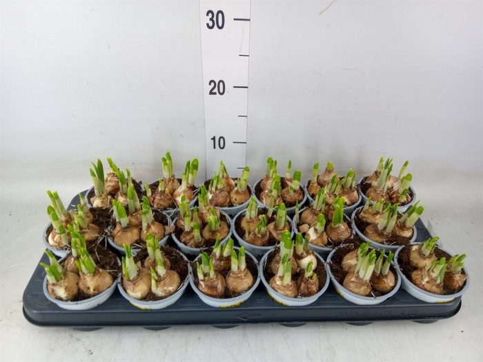 <h4>Narcissus  'Tete a tete'</h4>