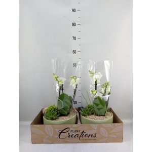 Arr.  Phalaenopsis  H%