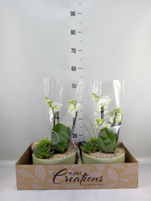 <h4>Arr.  Phalaenopsis  H%</h4>