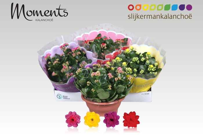 <h4>KAL GE GEM 4 KL</h4>