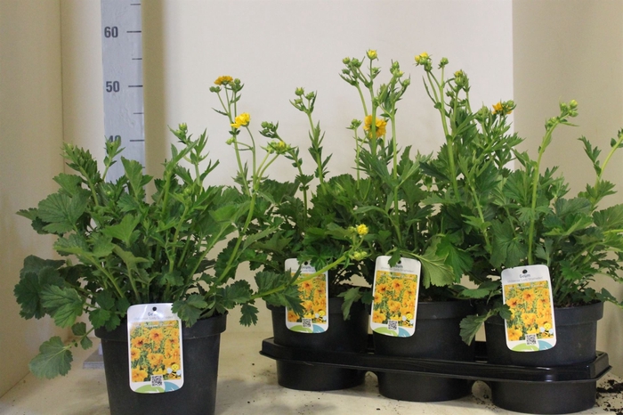 <h4>Geum chiloense 'Lady Stratheden'</h4>
