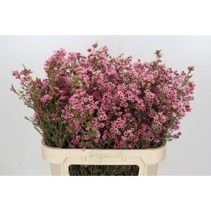 Chamelaucium Sarah's Delight