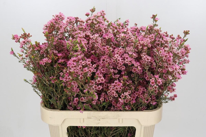 <h4>Chamelaucium Sarah's Delight</h4>