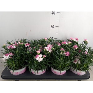 Dianthus  'Sprint Pink and Proud'