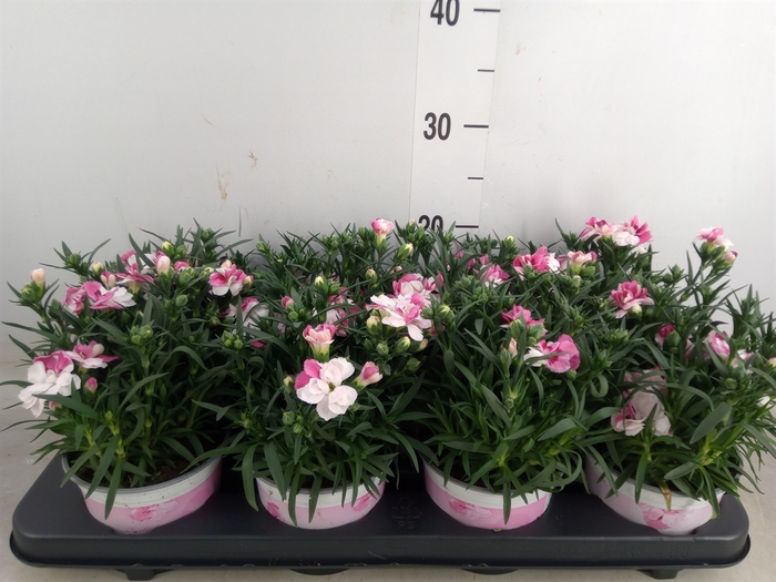 <h4>Dianthus  'Sprint Pink and Proud'</h4>