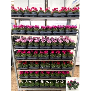 Cycl Md Garden