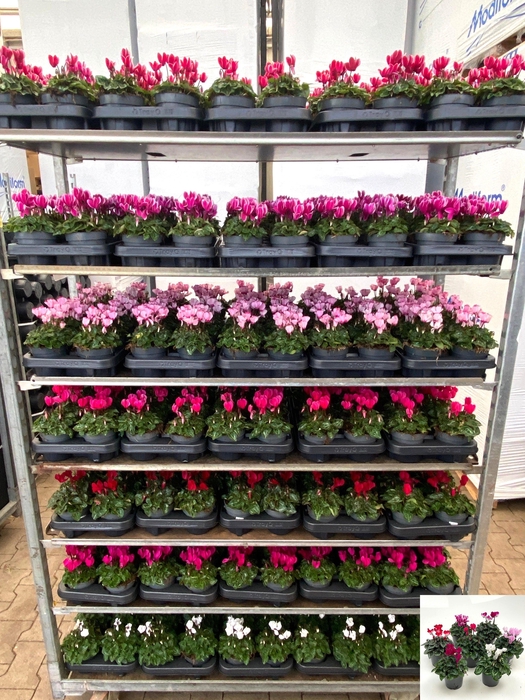 <h4>Cycl Md Garden</h4>