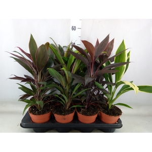 Cordyline   ...mix