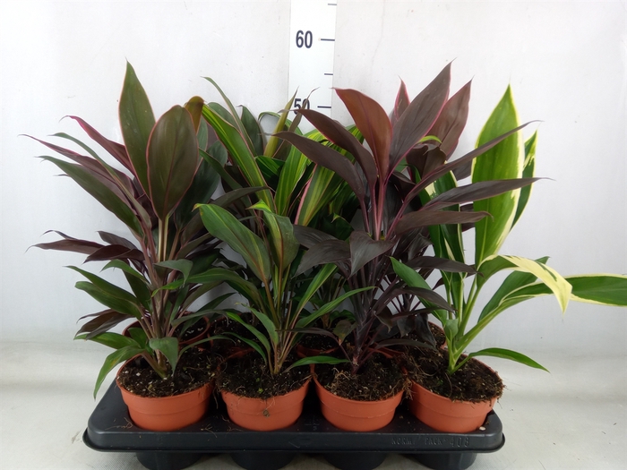<h4>Cordyline   ...mix</h4>