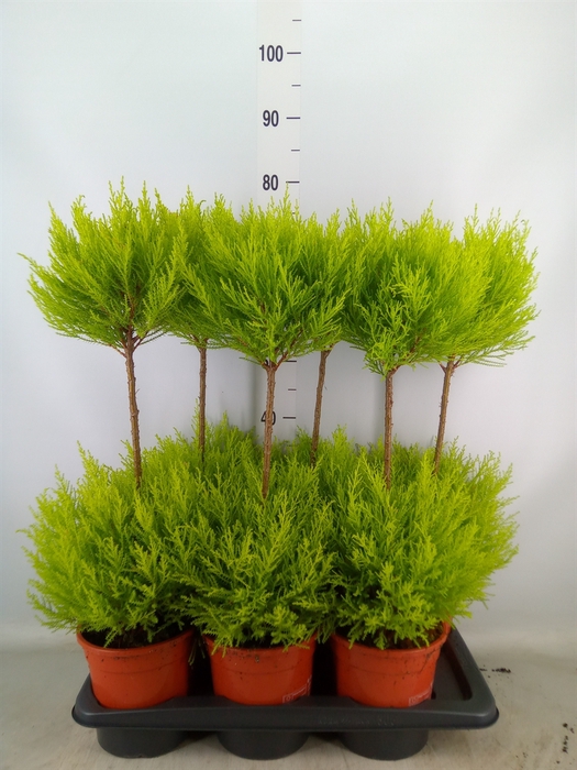 <h4>Cupressus macro. 'Goldcrest' .shape</h4>