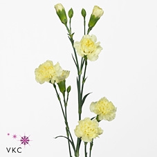 <h4>Dianthus sp xanthe</h4>