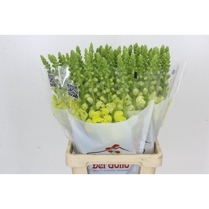 Antirrhinum Potomac Geel