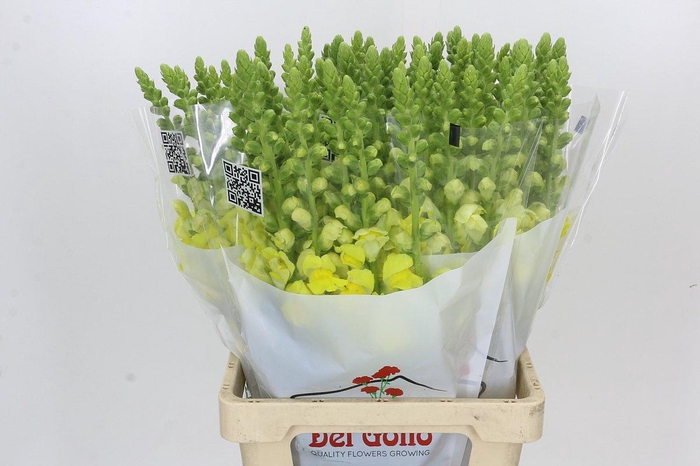 Antirrhinum Potomac Yellow