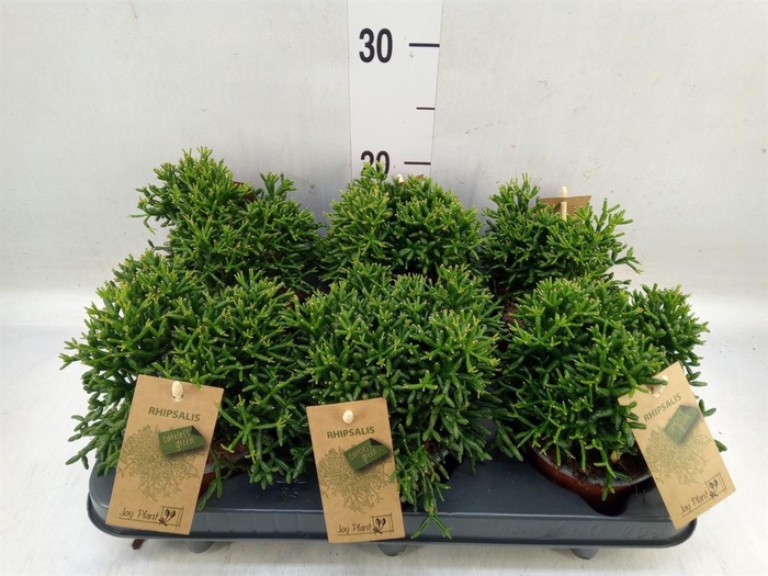 <h4>Rhipsalis ...</h4>