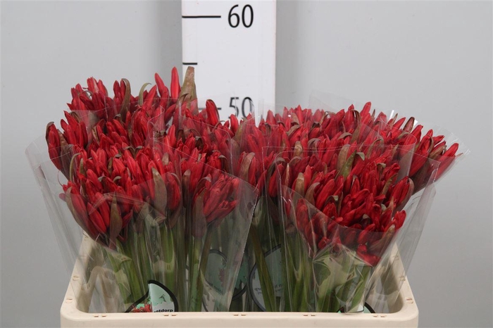 <h4>Ne Sa Lydia</h4>