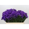 Limonium Sinuatum Navy Sun Birds