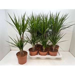 DRA MARGINATA