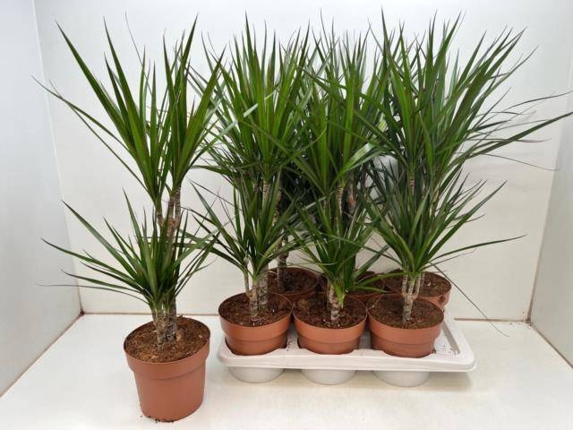<h4>DRA MARGINATA</h4>