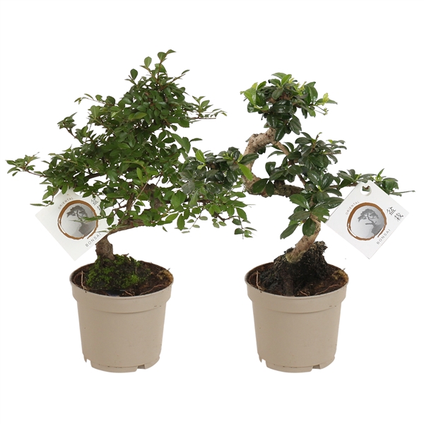 <h4>Bonsai Mix pot in ø12cm Carbon Free Plastic pot S-shape</h4>