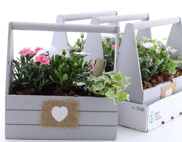 <h4>ARR TUINPLANTEN</h4>